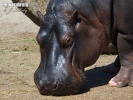 Hippopotamus amphibius