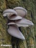 Oyster - Tree mushrooms