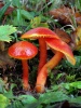 Hygrocybe coccinea