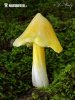 Hygrocybe euroflavescens