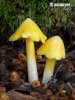 Hygrocybe euroflavescens