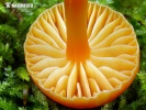 Hygrocybe mucronella