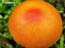 Hygrocybe mucronella