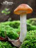 hygrophore des bois