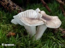 hygrophore pustuleux