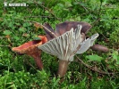 Hygrophorus camarophyllus