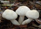 Hygrophorus cossus