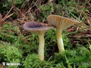 Hygrophorus hypothejus