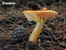 Hygrophorus hypothejus var. aureus