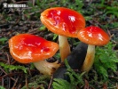 Hygrophorus hypothejus var. aureus