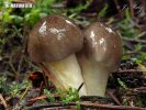 Hygrophorus hypothejus