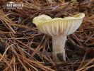 Hygrophorus lucorum