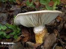 Hygrophorus persoonii