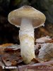 Hygrophorus persoonii