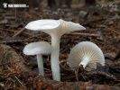 Hygrophorus piceae