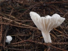 Hygrophorus piceae