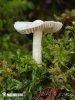 inocybe à lames couleur de terre