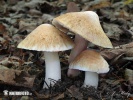 Inocybe erubescens