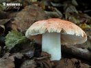 Inocybe erubescens