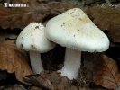 Inocybe erubescens