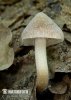 Inocybe sp.