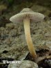 inocybe