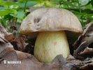 Iodine Bolete