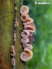 Jelly Ear