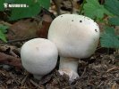 karbolchampignon