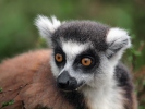 Kaķu lemurs