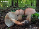 Knight - Tricholoma fusipes