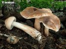 Knight - Tricholoma fusipes