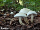 Knight - Tricholoma stiparophyllum