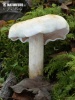 Knight - Tricholoma stiparophyllum