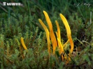kollane klavulinopsis