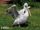 Krøltoppet pelikan