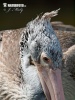 Krøltoppet pelikan