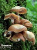 Kuehneromyces mutabilis