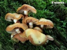 Kuehneromyces mutabilis