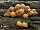 Kuehneromyces mutabilis