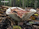 Lactarius controversus