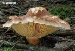 Lactarius helvus