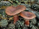 Lactarius rufus