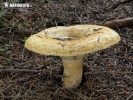 Lactarius scrobiculatus