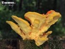 Laetiporus sulphureus