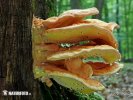 Laetiporus sulphureus