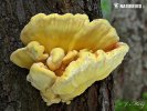 Laetiporus sulphureus