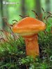 Larch Bolete