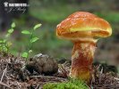 Larch Bolete