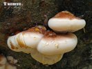 Late Fall Polypore